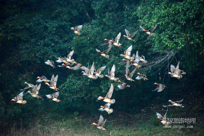 進(jìn)入初冬，大批野生鴛鴦陸續(xù)飛抵江西婺源縣賦春鎮(zhèn)鴛鴦湖越冬，小精靈們?cè)诤嫔匣蛳嗷ヒ蕾?、卿卿我我；或隨波逐流、嬉戲打鬧，悠閑自在生活在青山綠水之間，優(yōu)良的水域和豐富的湖畔闊葉林，為鴛鴦過冬提供良好生存環(huán)境，婺源鴛鴦湖已成為亞洲最大的野生鴛鴦越冬棲息地。（攝于12月4日下午）