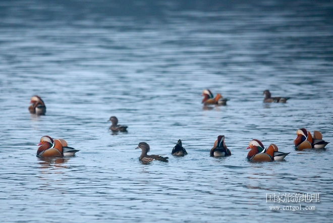 進(jìn)入初冬，大批野生鴛鴦陸續(xù)飛抵江西婺源縣賦春鎮(zhèn)鴛鴦湖越冬，小精靈們?cè)诤嫔匣蛳嗷ヒ蕾?、卿卿我我；或隨波逐流、嬉戲打鬧，悠閑自在生活在青山綠水之間，優(yōu)良的水域和豐富的湖畔闊葉林，為鴛鴦過冬提供良好生存環(huán)境，婺源鴛鴦湖已成為亞洲最大的野生鴛鴦越冬棲息地。（攝于12月4日下午）