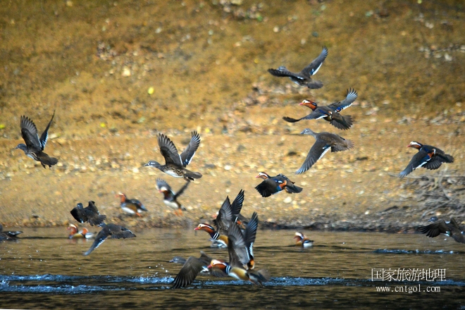 進(jìn)入初冬，大批野生鴛鴦陸續(xù)飛抵江西婺源縣賦春鎮(zhèn)鴛鴦湖越冬，小精靈們?cè)诤嫔匣蛳嗷ヒ蕾?、卿卿我我；或隨波逐流、嬉戲打鬧，悠閑自在生活在青山綠水之間，優(yōu)良的水域和豐富的湖畔闊葉林，為鴛鴦過冬提供良好生存環(huán)境，婺源鴛鴦湖已成為亞洲最大的野生鴛鴦越冬棲息地。（攝于12月4日下午）